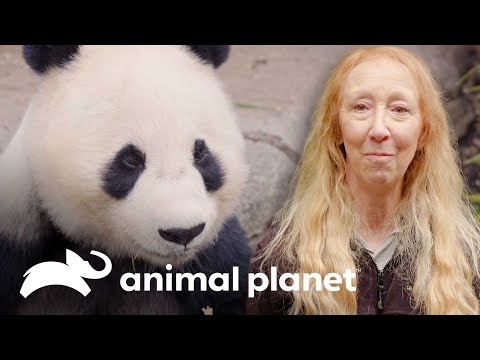 Vídeo: Pet Scoop: Filhote de Panda do Zoológico de San Diego Obtém o Primeiro Check-up, OCD Link Entre Cães e Humanos