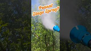 Peanut Stage Or Fruit Let Stage 1 Spray