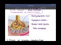 Muscle Contraction Part 2