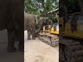 Chi Mean come to have a look at a strange thing 😍🐘❤️ #elephant #keffamily ##kef #chimean
