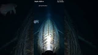 One death feeding thousands. For 50 years. #deepsea #finalmoments #AI