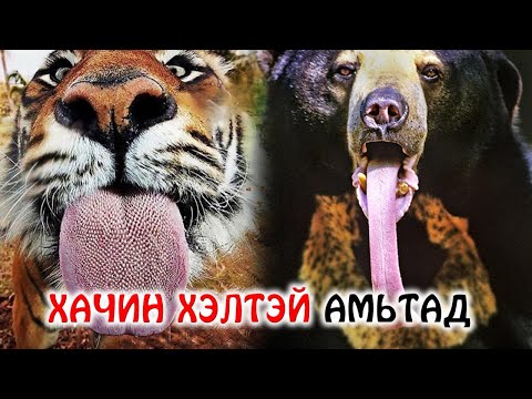 Видео: Мөсөн голууд хаана хамгийн хурдан хөдөлдөг вэ?