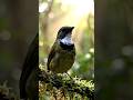 [POV] Camouflage Camera Captures the Tiny Maasai Apalis Deep in the Rift Valley Forest