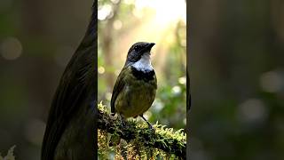[POV] Camouflage Camera Captures the Tiny Maasai Apalis Deep in the Rift Valley Forest