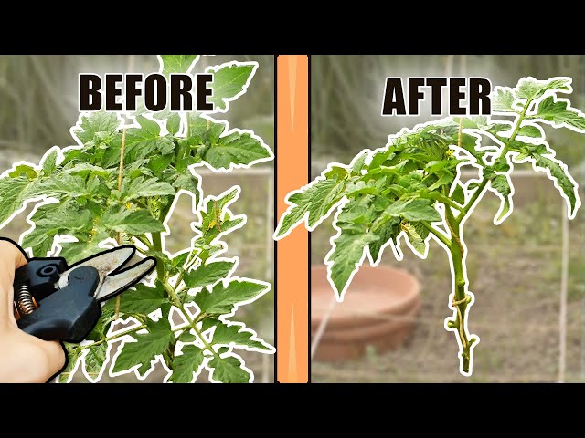 How Do You PRUNE TOMATO PLANTS: Removing Leaves And Suckers From Tomato Plants THE RIGHT WAY! class=