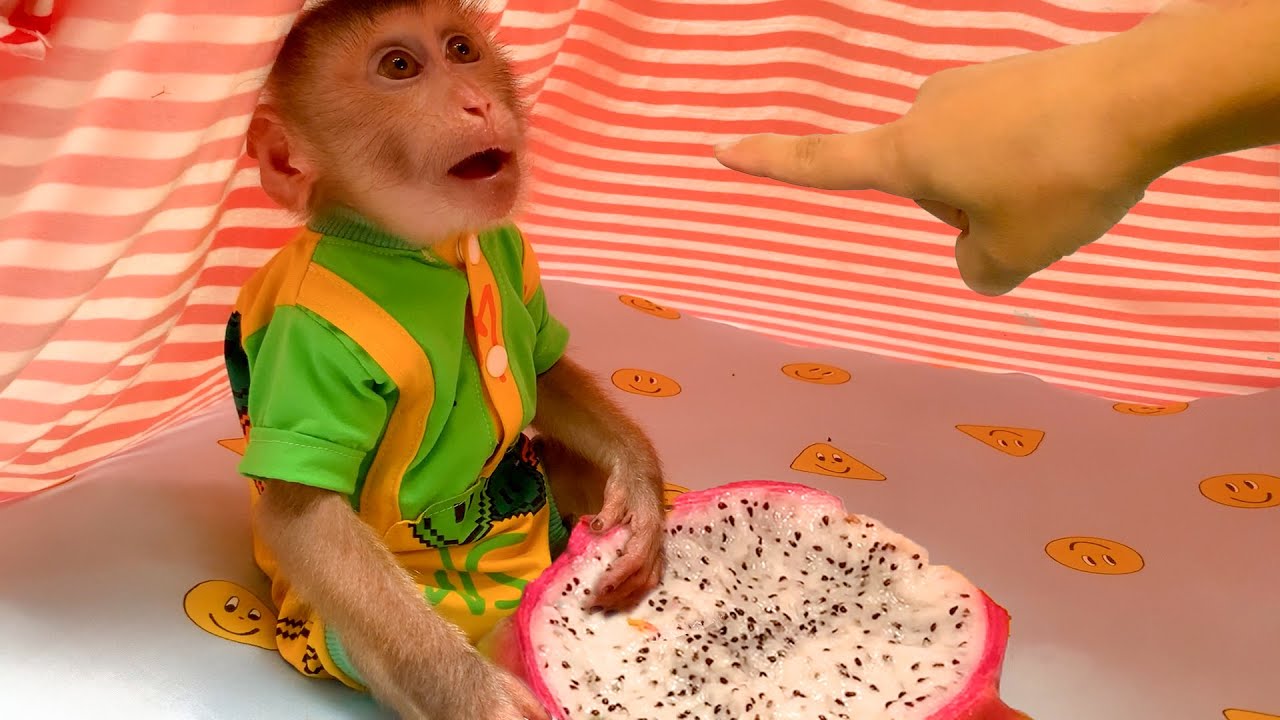 Monkey Puka secretly eats while Mom is away