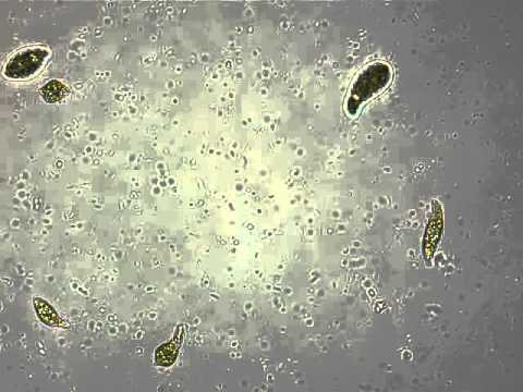 Euglena sp.