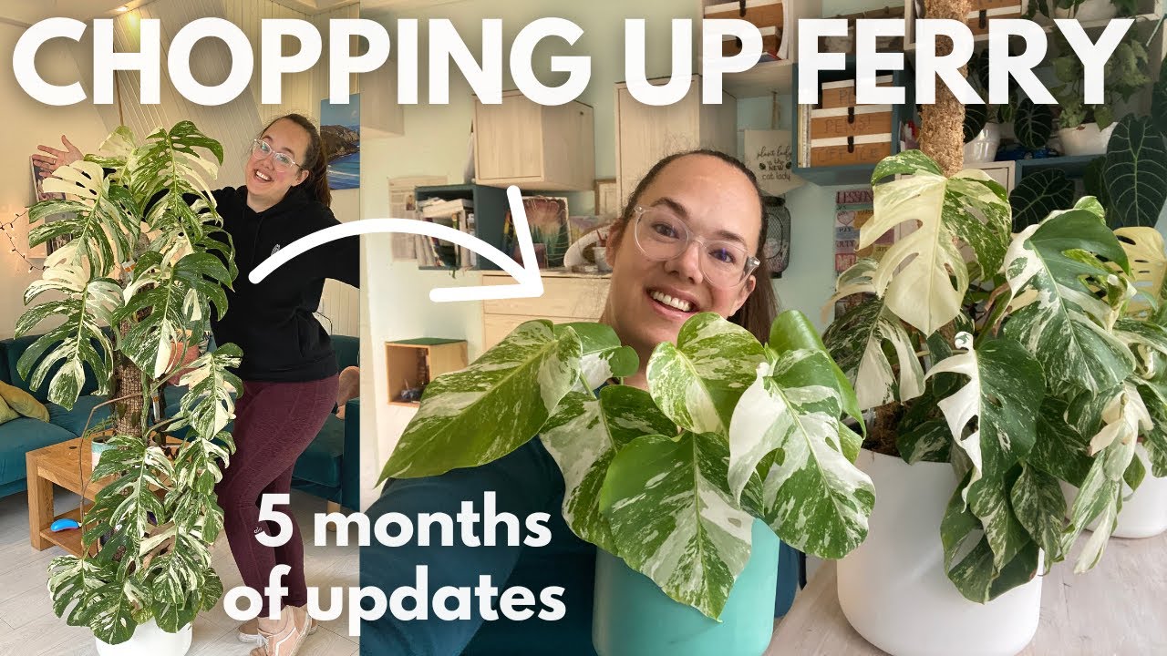 Cutting up my giant variegated Monstera - and Thai update | Plant with Roos