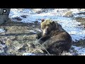 Синичка сказала &quot;Пора вставать Мансур&quot;🐻🕊️/Bear Mansur