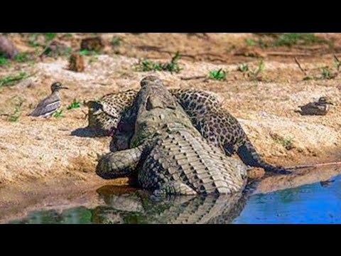 Видео: Гребнистый крокодил - монстр убивающий китов и тигров. Свирепый король болот! Крокодил в деле!
