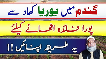 Which is the efficient way of Urea application in wheat crop || Crop Reformer