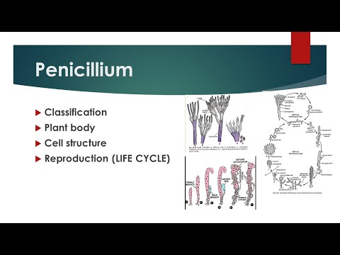 Penicillium | plant body, life cycle | UrduHindi | A-Z concepts guide