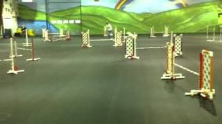 Pixie AKC Jumpers 1/25/14 fast weaves