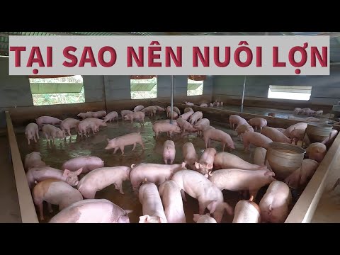 Video Tại Sao Nên Nuôi lợn | Why should you raise pigs - youtube