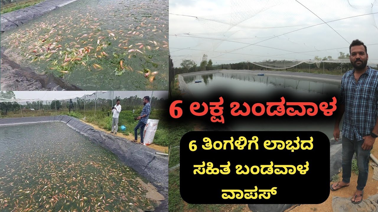 10 ರಿಂದ 15 ಗುಂಟೆ ಇದ್ದರೂ ಸಾಕು ತಿಂಗಳಿಗೆ ಒಂದು ಲಕ್ಷ ದುಡಿಯಬಹುದು..ಈ ರೀತಿಯ ಮೀನು ಸಾಕಾಣಿಕೆಯಿಂದ ಅದು ಸಾಧ್ಯ