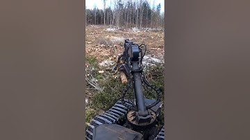 Watch the Giant Maple Tree Come Down with a Single Machine! #logging #amazingmachine