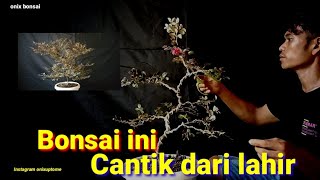 Membentuk Bonsai Serut Merah