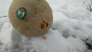 R.I.P. ammo VS standard FMJ on cantaloupe.