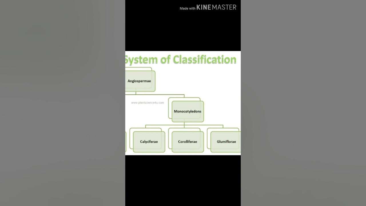 Hutchinson's system of classification.. merits and demerits.. YouTube