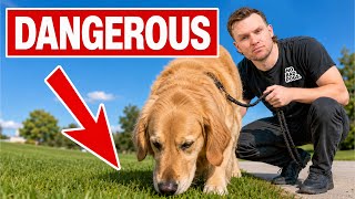     The Most Harmful Thing Dog Owners Do