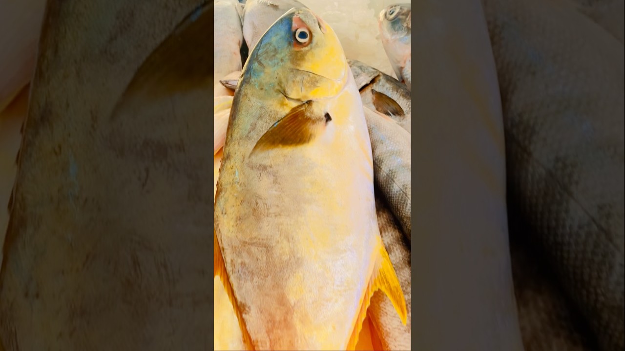 Ajman Fish Market UAE mufas fishstoredubai fishing uaemarket fish ajman-fish-market-uae-mufas-fishstoredubai-fishing-uaemarket-fish