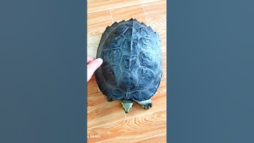 Rùa đất lớn xem cho vui