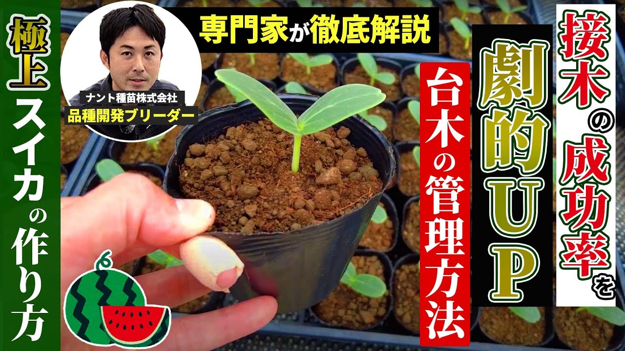 極上スイカ栽培】接木の準備 #03（専門家が教える台木管理の秘訣