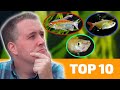 Top 10 Aquarium Fish That LOVE Hard Water