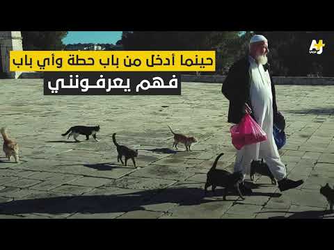 رجل يطعم القطط والعصافير في المسجد الأقصى منذ 30 عام      