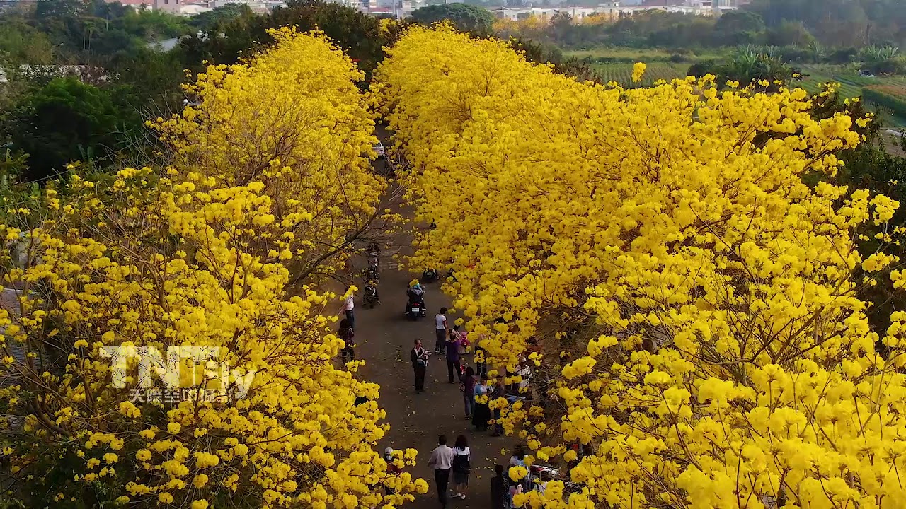 嘉義風鈴木 嘉義 行嘉吊橋旁堤防 黃花風鈴木空拍 影音 每日娛樂大小事 嘉義風鈴木 嘉義 行嘉吊橋旁堤防 黃花風鈴木空拍 影音 每日娛樂大小事