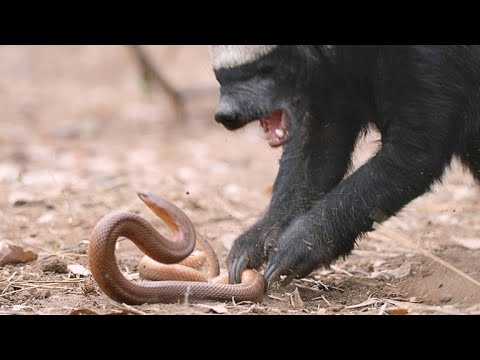 ÎÏÎ¿ÏÎ­Î»ÎµÏÎ¼Î± ÎµÎ¹ÎºÏÎ½Î±Ï Î³Î¹Î± Honey badger