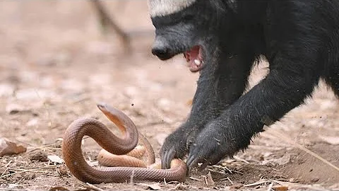 A Honey Badger and Mole Snake Fight to the Death - DayDayNews