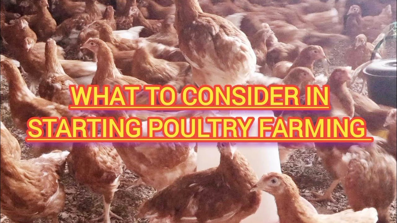 FACTORS TO CONSIDER WHEN STARTING POULTRY FARMING YouTube