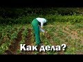 Про пчел, картошку и долгострой.