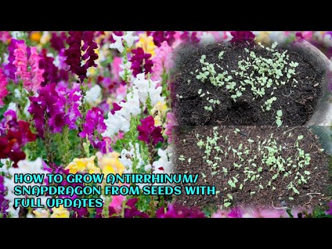 Video: Growing A Snapdragon Flower (35 Photos): Planting And Care In The Open Field. When To Sow Seeds? How To Plant Antirrinum For Seedlings At Home?