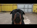 ФОРМАЛЬНЫЕ КОМАНДЫ И НЕФОРМАЛЬНОЕ ИСПОЛНЕНИЕ🐕😀