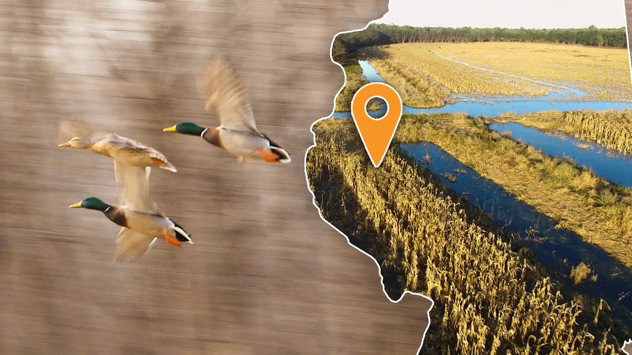 Ready To Hunt Duck Club For Sale Along The Illinois River (431 Acres In