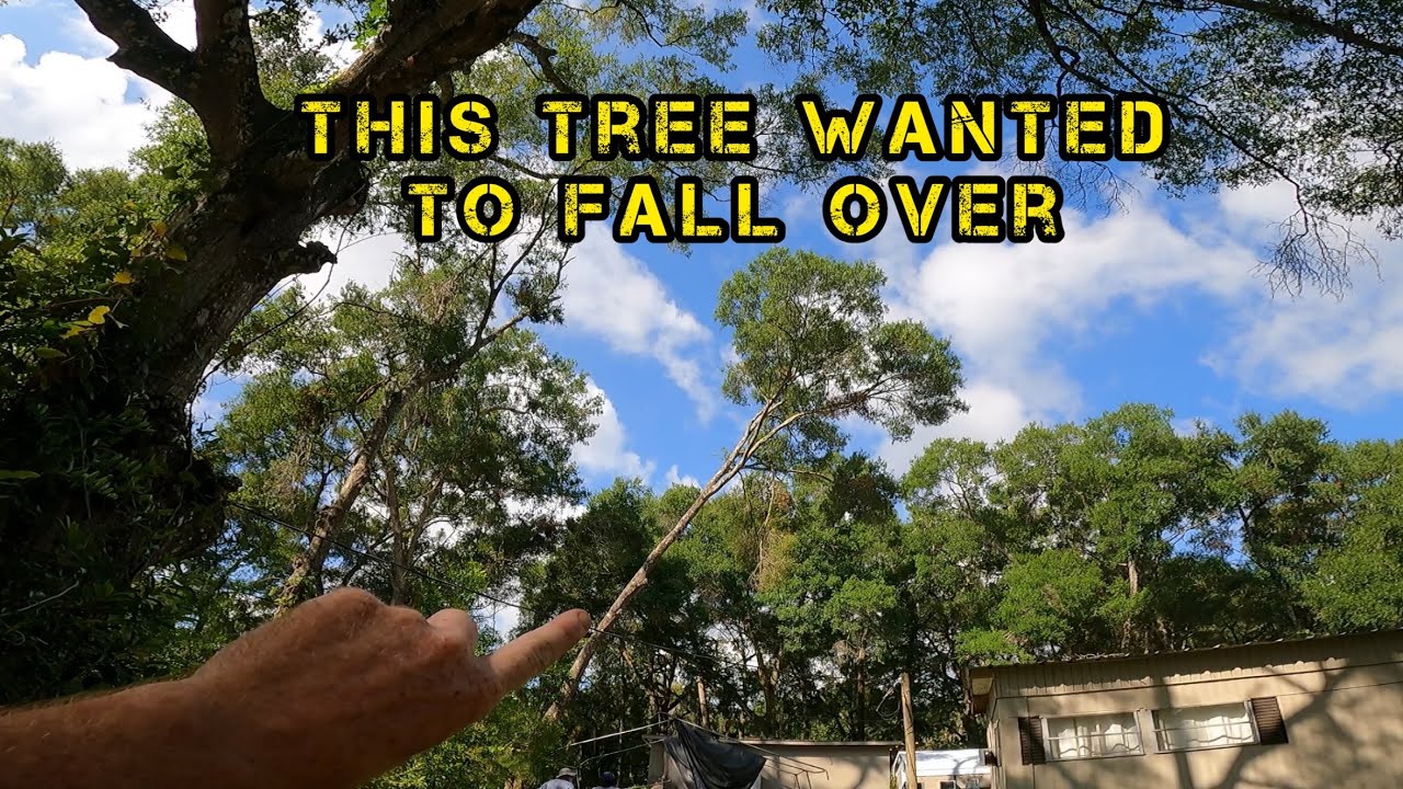 Tree Whisperers: Epic Oak Removal Saves Homes in Central Florida! - YouTube