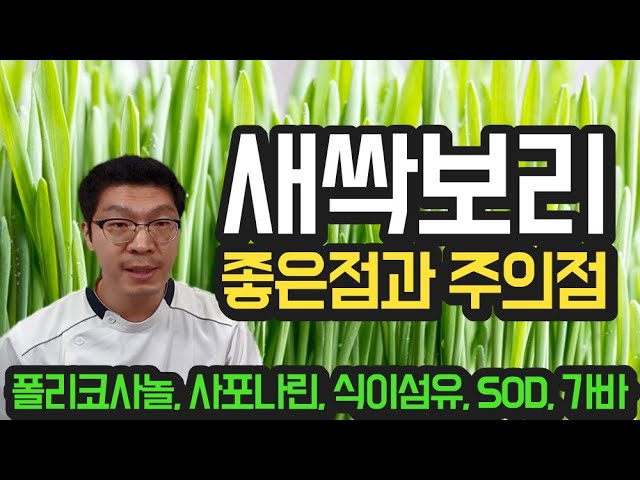 [새싹보리] 좋은점과 주의사항 - 자세히 해설해 드립니다. (폴리코사놀, 사포나린)