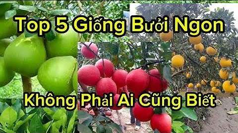 Vườn Ươm Các Giống Cây Bưởi Lớn Nhất Việt Nam, cây giống bưởi đỏ, bưởi tân lạc, bưởi diễn, bưởi ruby