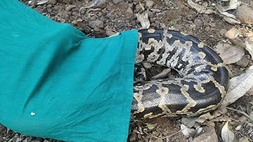 Python- Boa Constructor rescue and release in its Natural Habitat. December 29, 2021