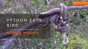 PYTHON SWALLOWS WHOLE BIRD | Ranger Insights