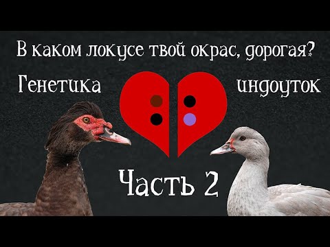 ЛОКУСЫ. Генетика индоуток: часть 2. Разведение и селекция мускусных уток. Окрасы индоуток.