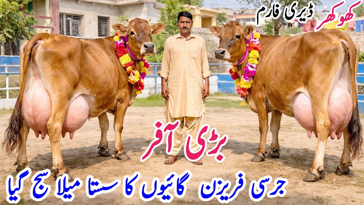 Khokher Dairy Farm | Jersey Cow and Friesian Cross Cows for sale In Punjab Pakistan | PK JANWAR mand
