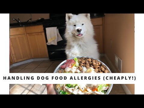 How to handle Dog Food Allergies CHEAPLY and SAFELY!