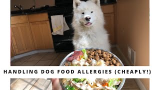 How to handle Dog Food Allergies CHEAPLY and SAFELY!