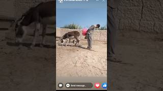 Donkey vs Man Kick fight #shorts #animals #entertainment