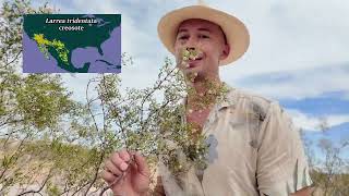 Indigenous Uses Of Creosote.