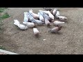 Бакинские голуби бой-игра на посадке! Baku pigeons landing fight game.
