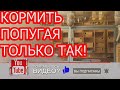 Разведение волнистых попугаев.Кормить только так!